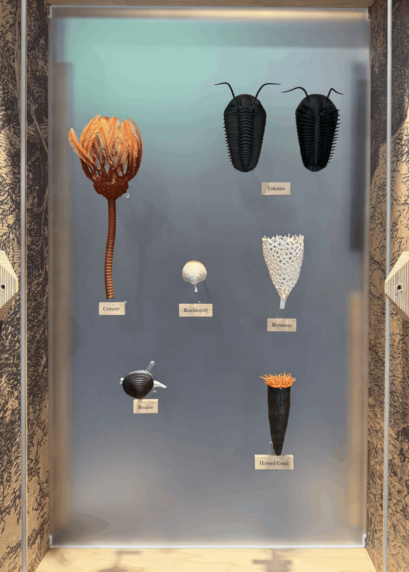 Ancient Creature Models in MNC