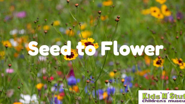 Seed to Flower PowerPoint